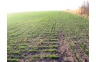 Property photo 16 - 60 Acres Offered in 2 Tracts